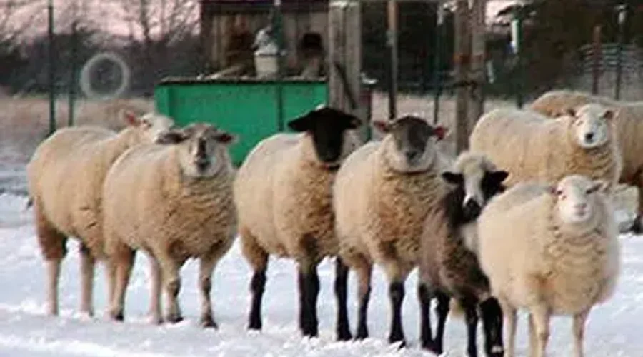 WATCH: A Christmas Video That Is Not BAAAAAHD