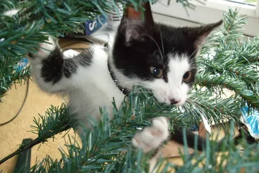 Beware The Yule Cat