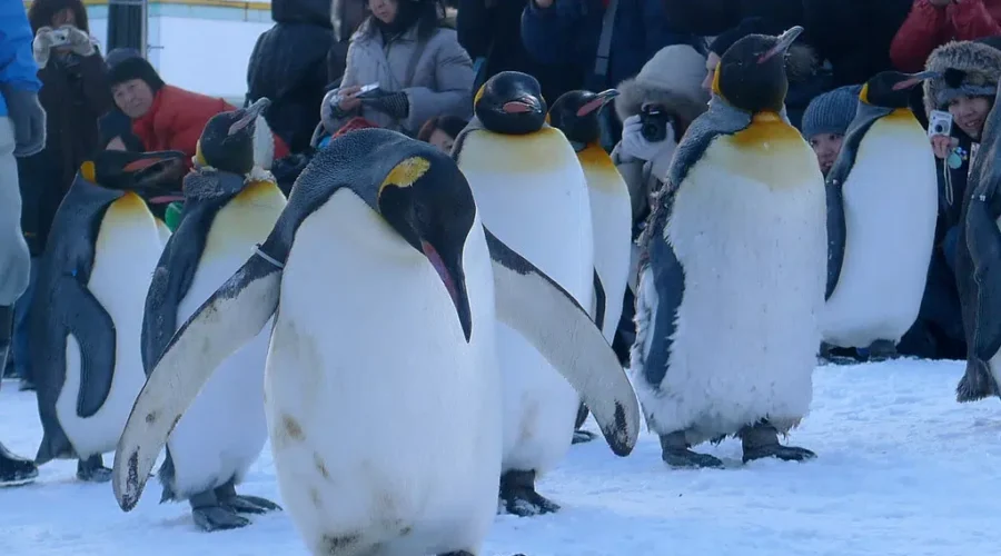 Enjoy Non Slip Steps On Ice. Do The “Penguin Walk”