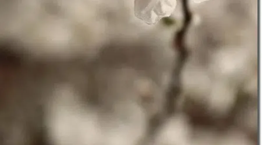 Here’s What You Can Expect Weather Wise For This Spring!!!