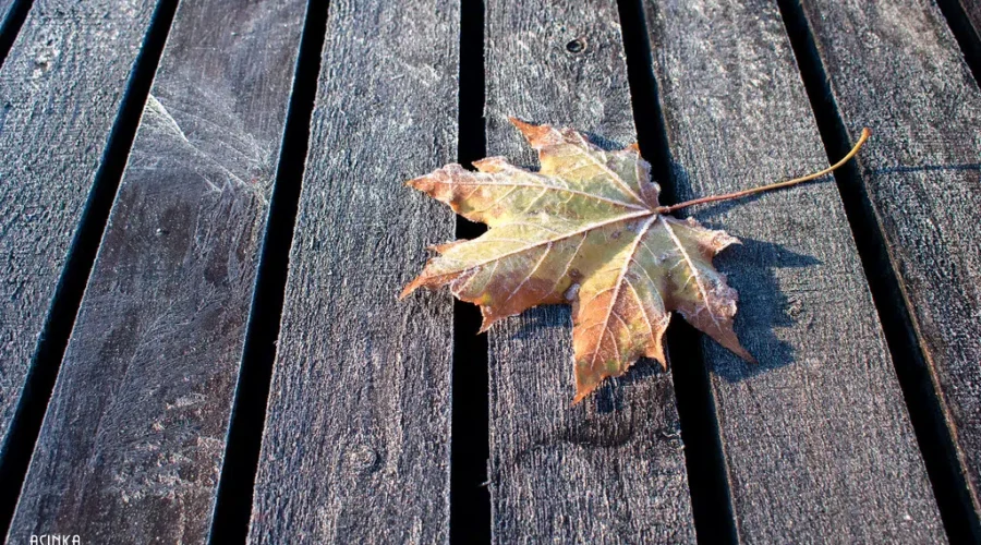 BRRRR It’s Frosty! Is Your Garden Ready?