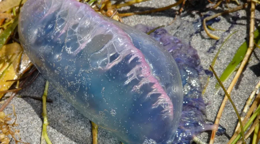 Watch Out…You May Just Stumble Across A Portuguese Man O’War On A Beach This Summer.