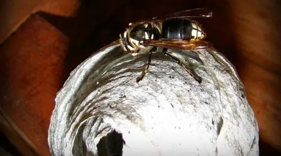 Where Is The Buzz Coming From?