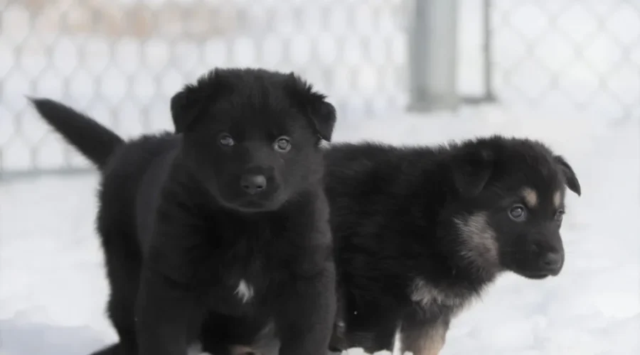The RCMP’s 2025 “Name The Puppy” Contest Is Back!