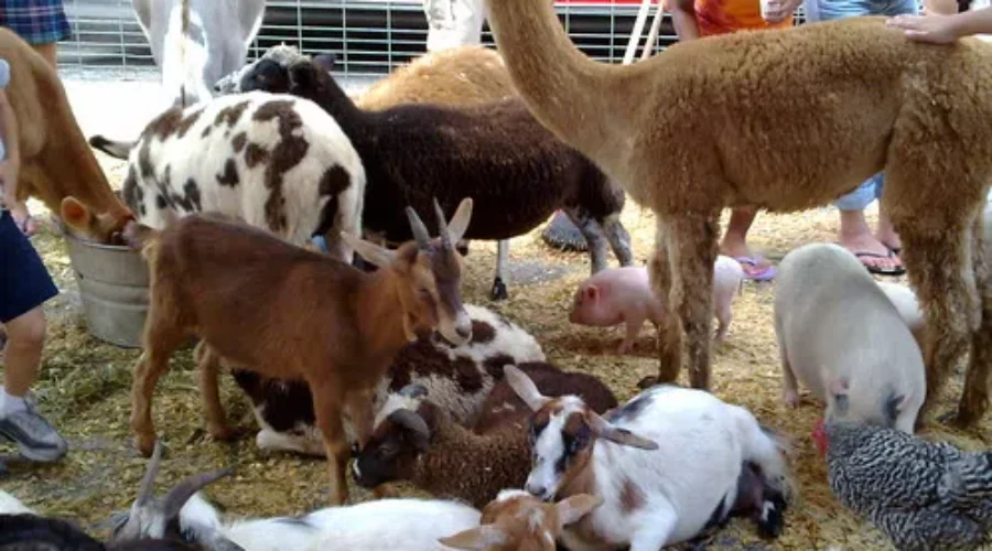 Not A BAAAAHD Day To Duck Out Early, It’s Farm Animal Day!