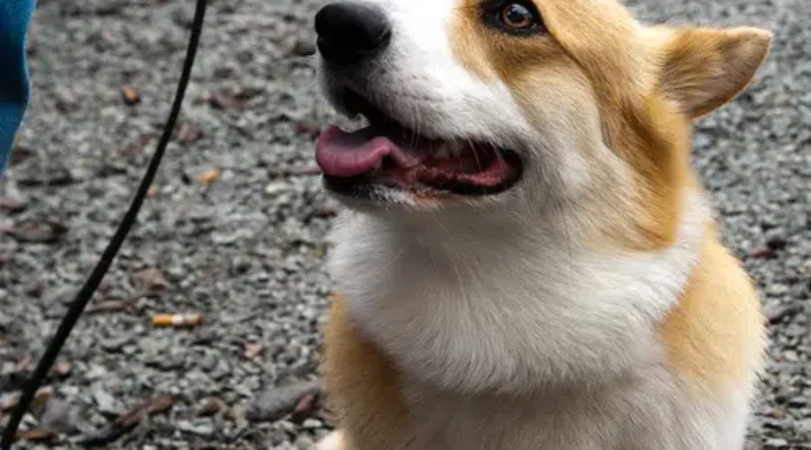 NS RCMP Save Corgi From Hot Car!! A Happy Ending And The Photos Are Too Cute To Handle!!
