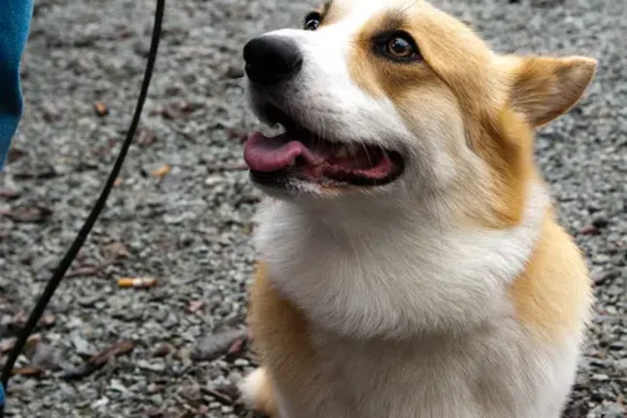 NS RCMP Save Corgi From Hot Car!! A Happy Ending And The Photos Are Too Cute To Handle!!