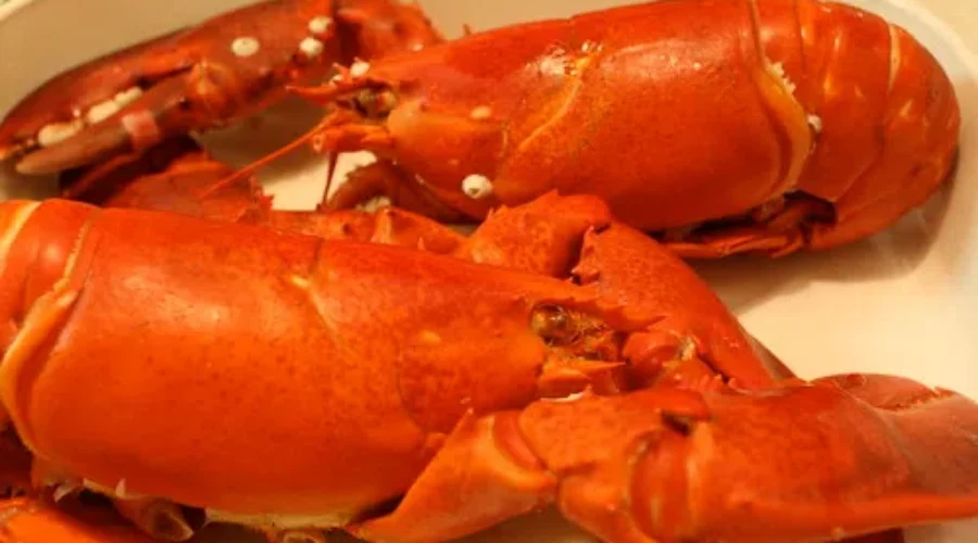 WATCH: NS Fisherman Finds Albino Lobster!