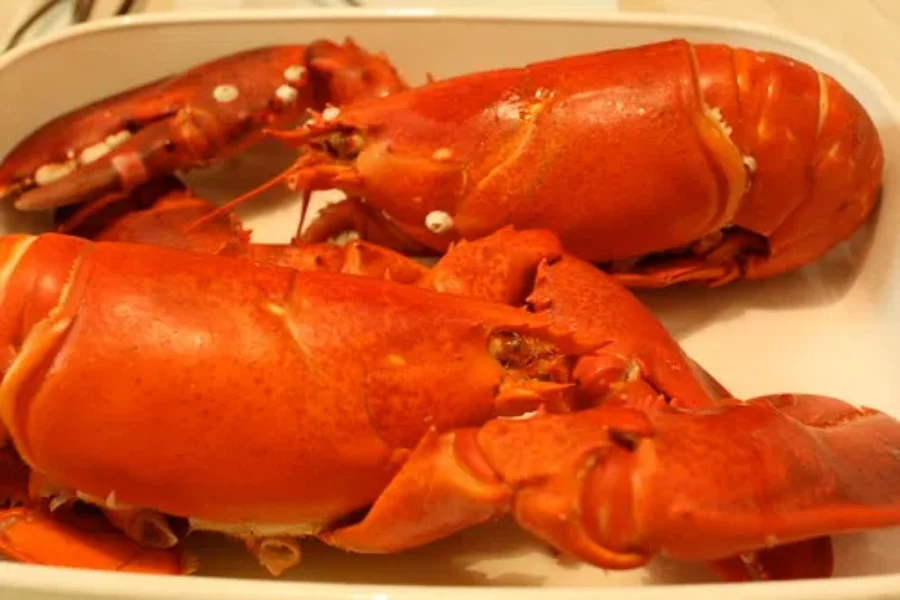 WATCH: NS Fisherman Finds Albino Lobster!