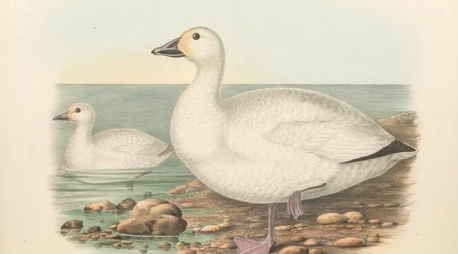 The Snow Goose – A Remembrance Day Tribute Performed By Local Youth Actors