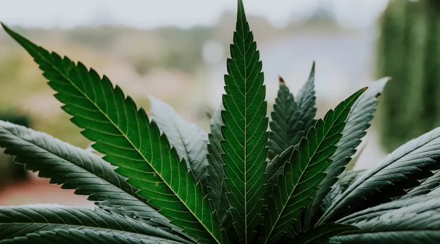 First Nation threatens legal action against N.S. after cannabis store raids