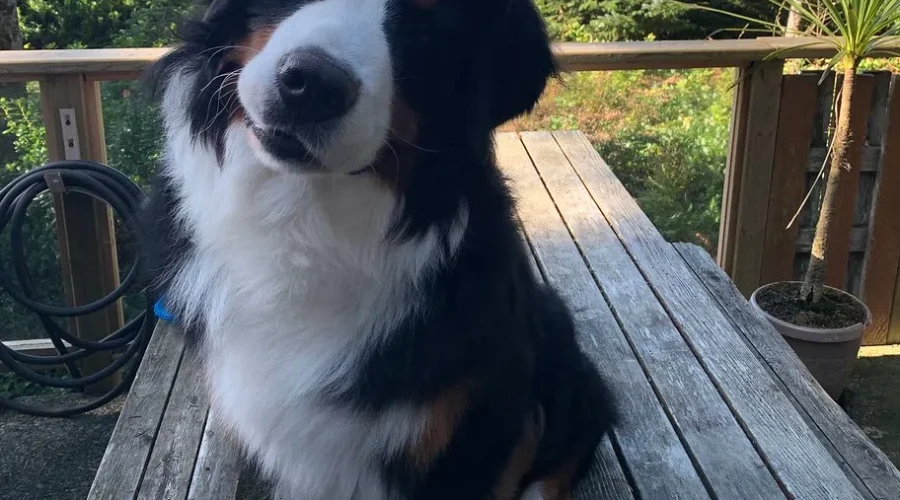 Is Your Dog A Genius??