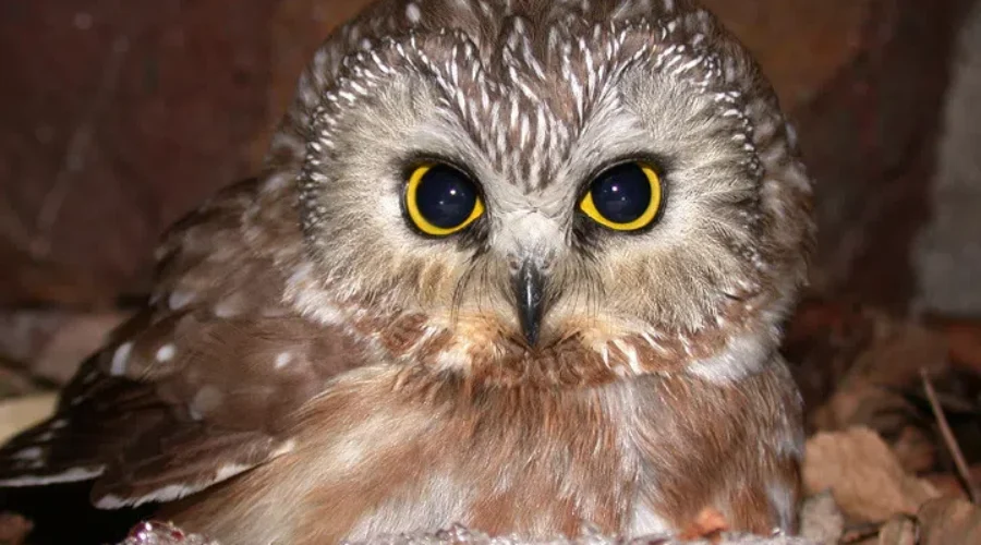 How Cute Is This Little Owl That Was Found In The Rockefeller Christmas Tree!!!!