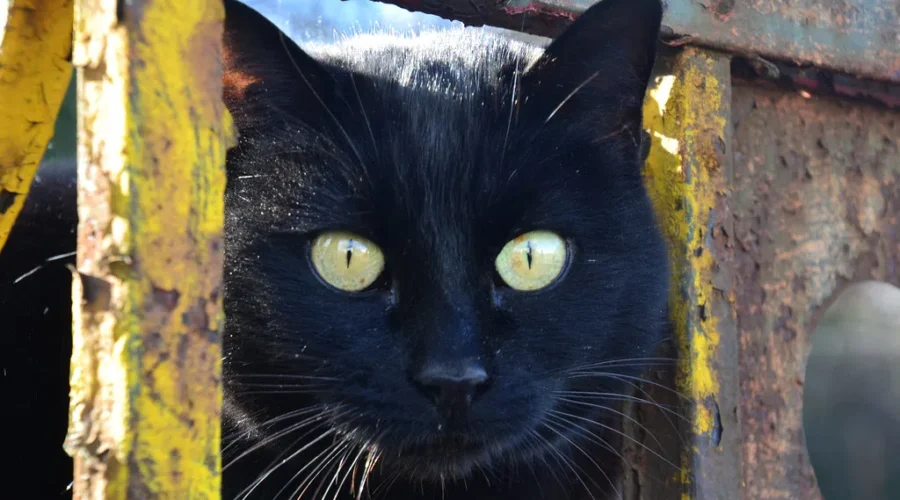 Keep Your Pets Safe This Halloween!!!!