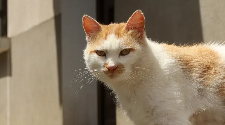 WATCH: The MacGillivray Law Riverfront Cat Sanctuary Has A Live Feed