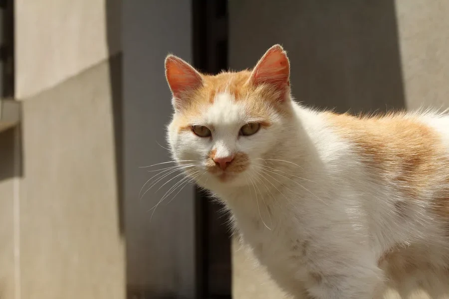 WATCH: The MacGillivray Law Riverfront Cat Sanctuary Has A Live Feed