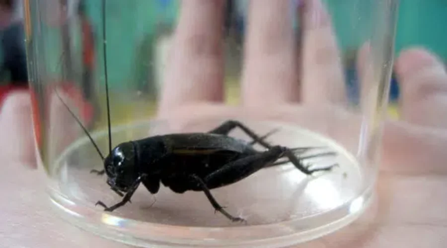 CRICKETS – Unwanted Indoor “Entertainment”