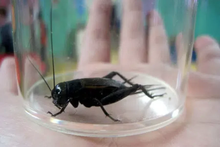 CRICKETS – Unwanted Indoor “Entertainment”