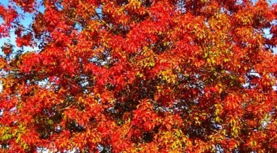 Staycationing This Fall? Here’s 25 Fall Activities and Getaways To Do In NS!!!