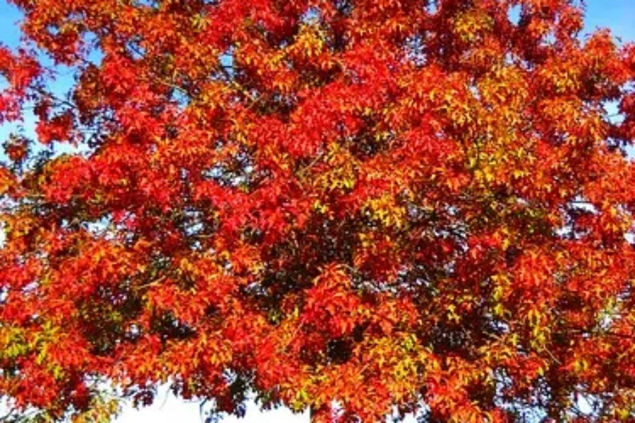 Staycationing This Fall? Here’s 25 Fall Activities and Getaways To Do In NS!!!