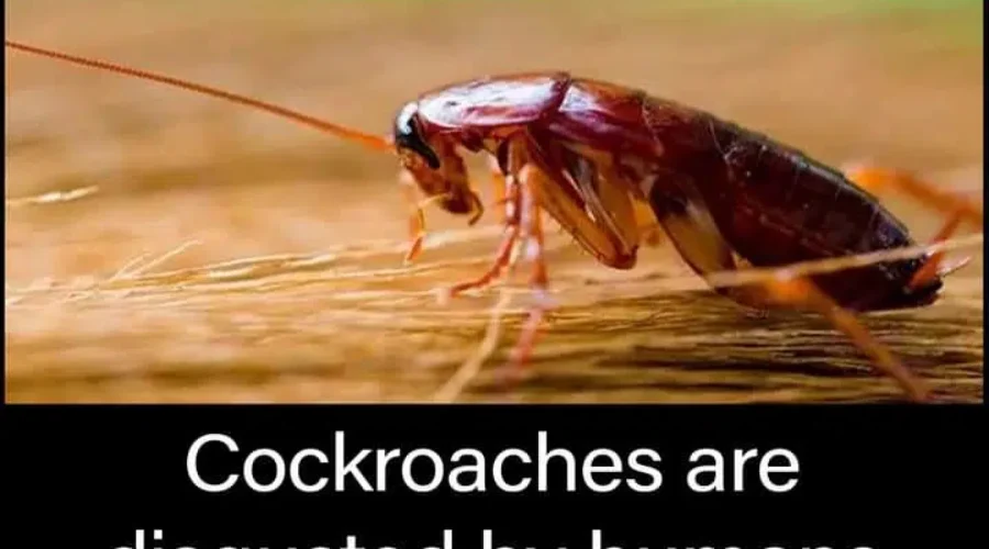 Send A Message This Valentine’s Day With Critters