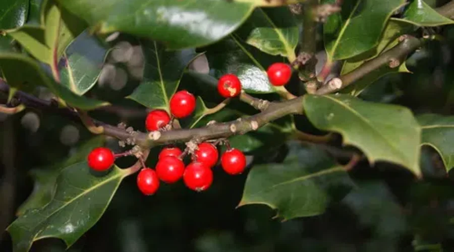 WATCH: Country And “Twas The Night Before Christmas”