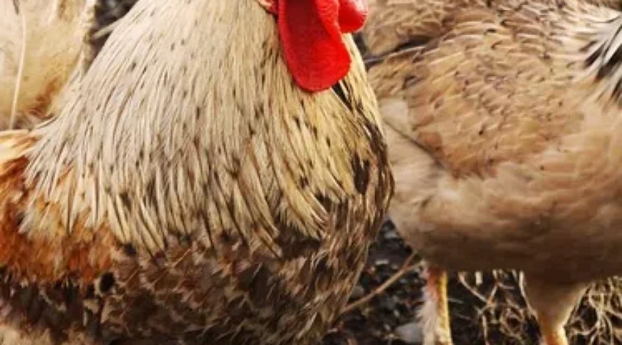 Cock-a-doodle-doo What Wakes You?