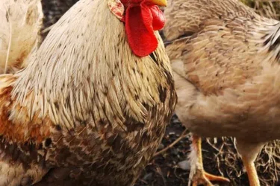 Cock-a-doodle-doo What Wakes You?