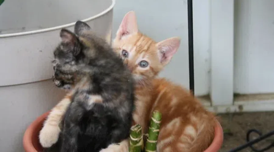 Kitty Snuggles Are Healthy!