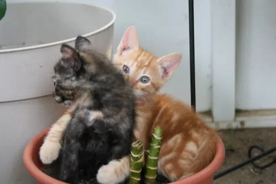 Kitty Snuggles Are Healthy!