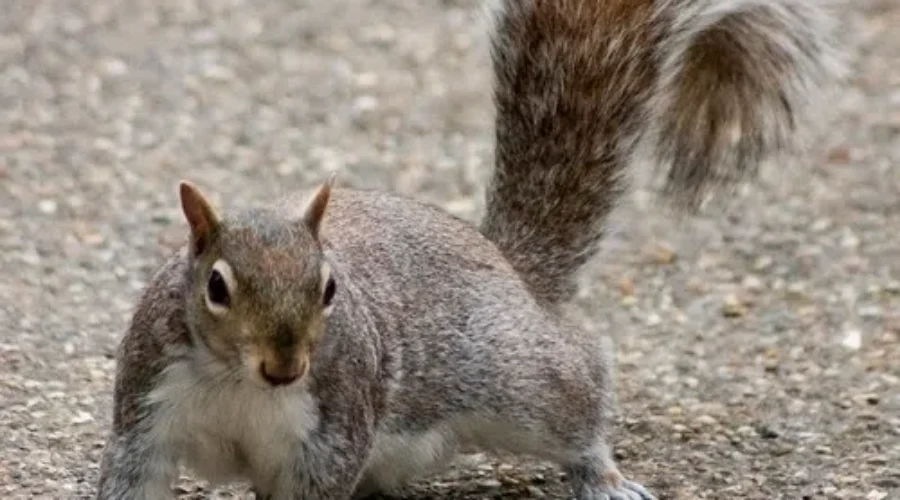 Twiggy The Squirrel Is An Illegal Performer!