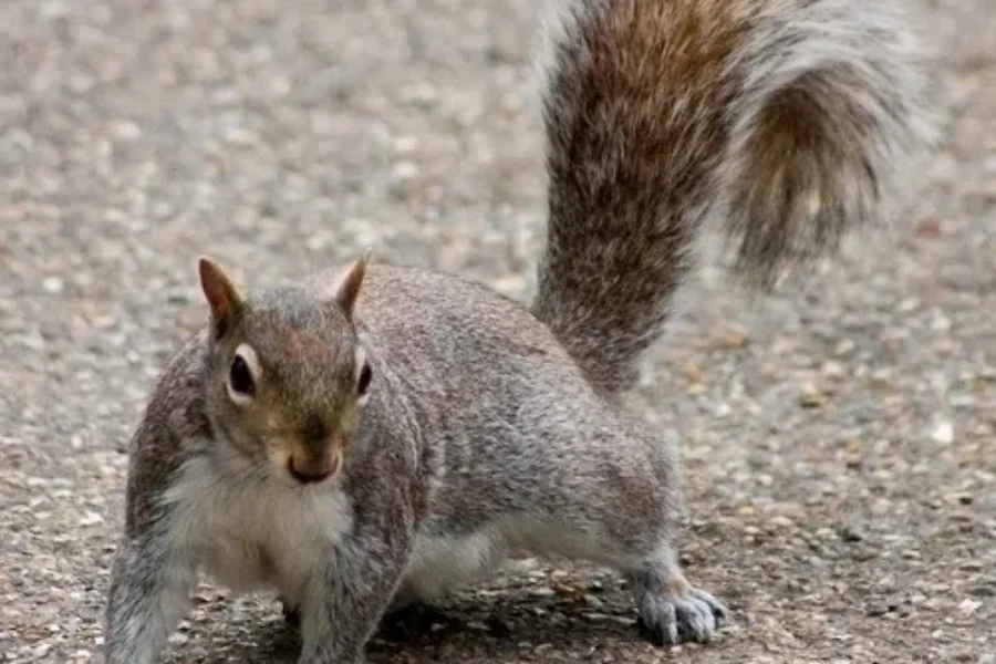 Twiggy The Squirrel Is An Illegal Performer!