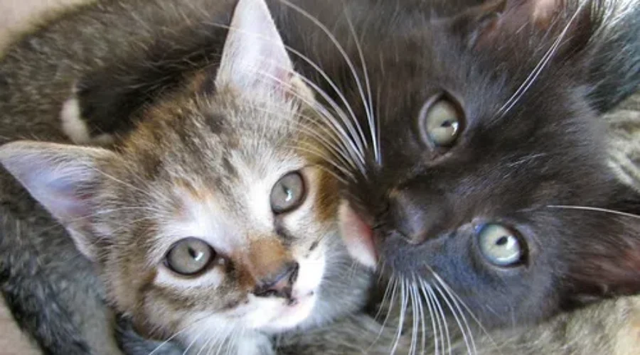 Want To see Some Adorable Kittens? You Can Today, All Thanks To The Shaid’s Kitty Cam!!!