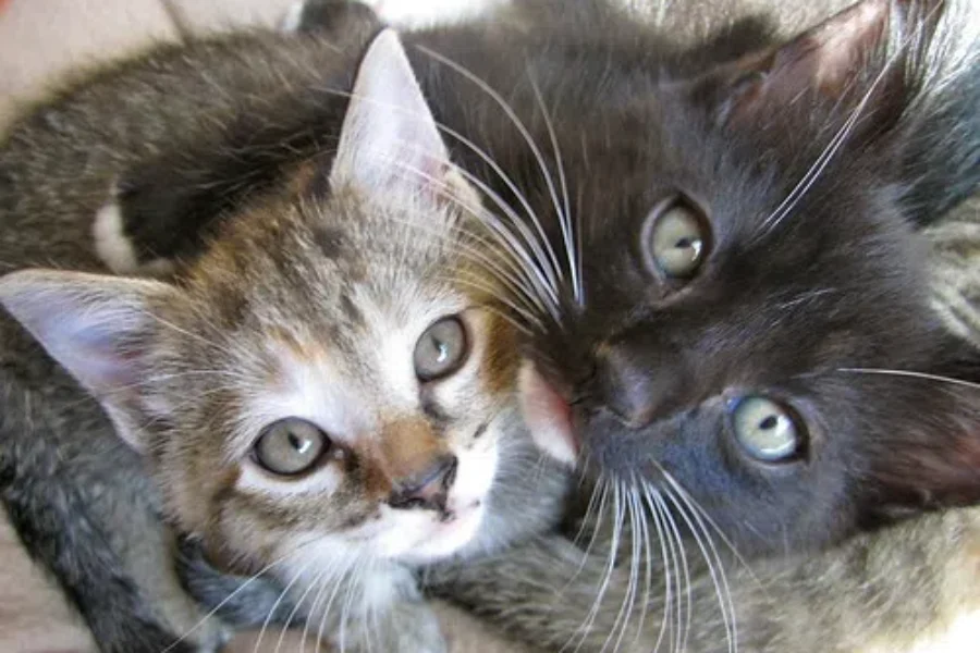 Want To see Some Adorable Kittens? You Can Today, All Thanks To The Shaid’s Kitty Cam!!!
