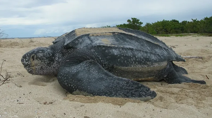 Stewie, The Endangered Leatherback Turtle Is Safely Back In The Ocean, And We Can Now Follow Her Journey.