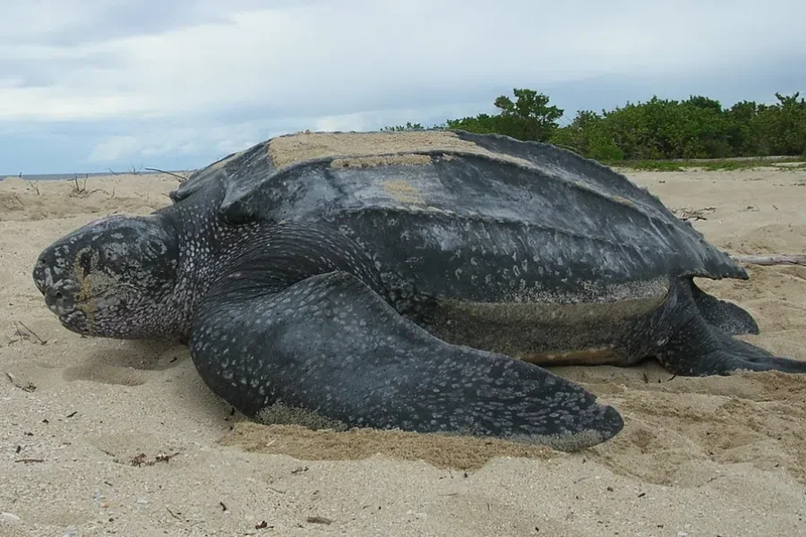 Stewie, The Endangered Leatherback Turtle Is Safely Back In The Ocean, And We Can Now Follow Her Journey.