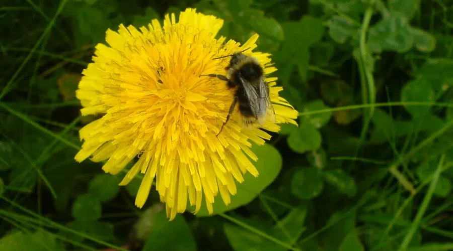 We Had It All Wrong… Dandelion = Delicious