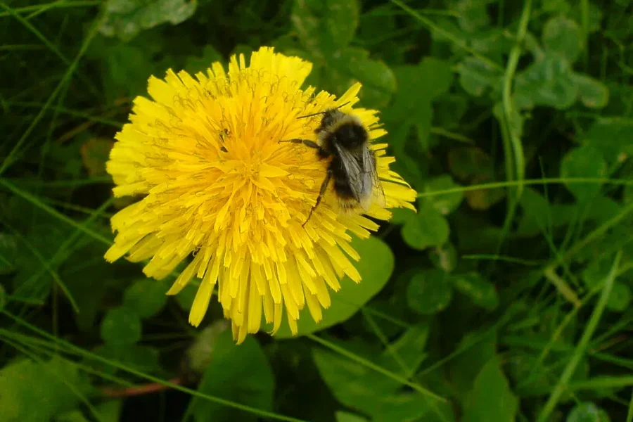 We Had It All Wrong… Dandelion = Delicious