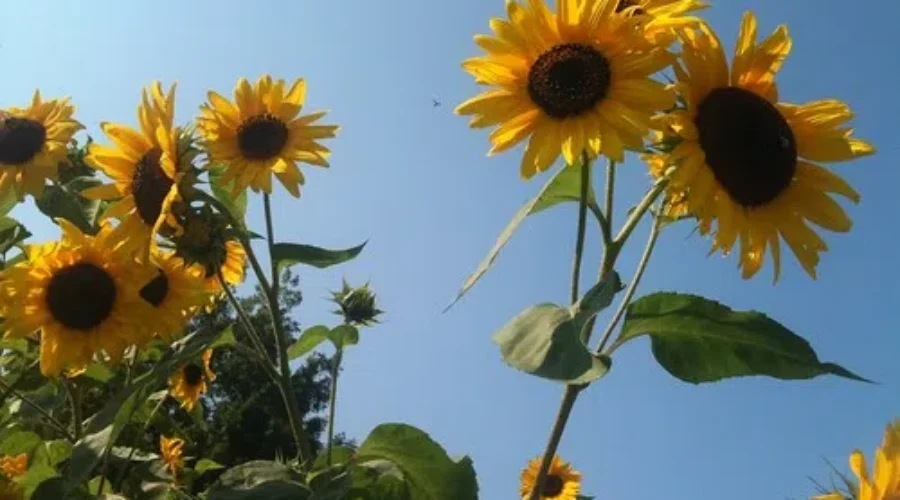 10 Plants To Grow, If You DON’T Have A Green Thumb.