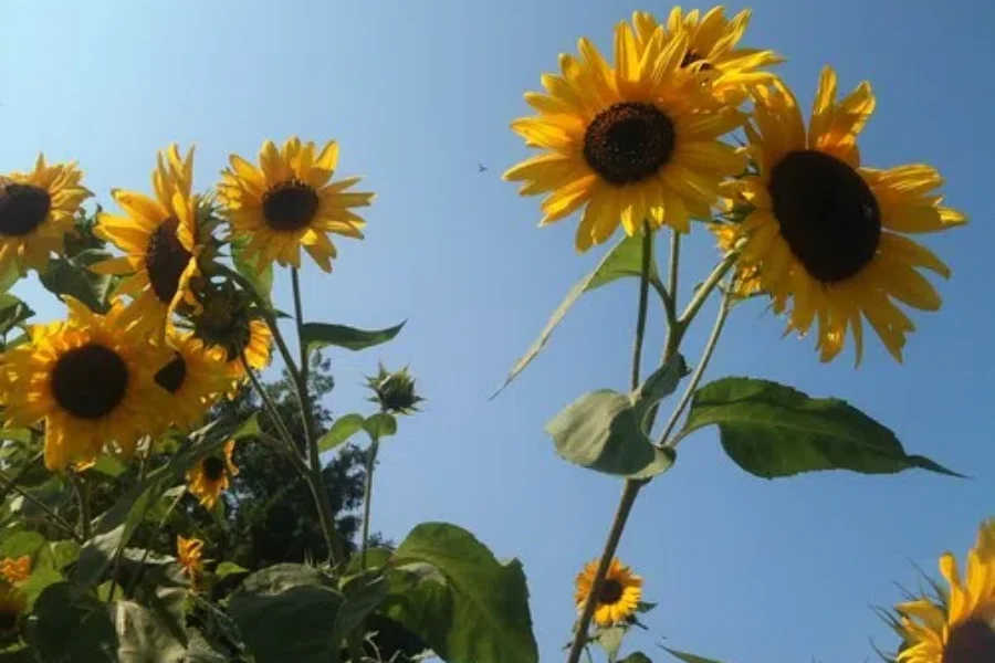10 Plants To Grow, If You DON’T Have A Green Thumb.