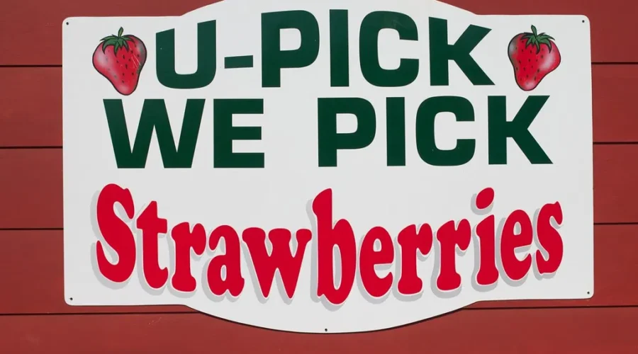 Are U-Picking To Save This Year?