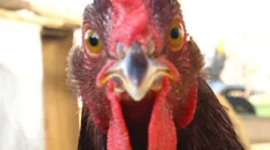 Flu For The Birds Is HERE!