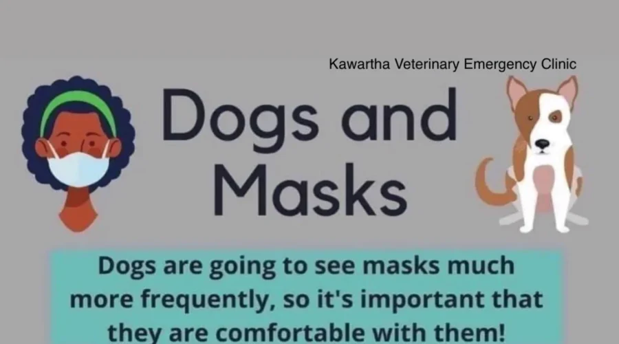 Advice: What To Do If Your Pups Are Not A Fan Of You Wearing Masks