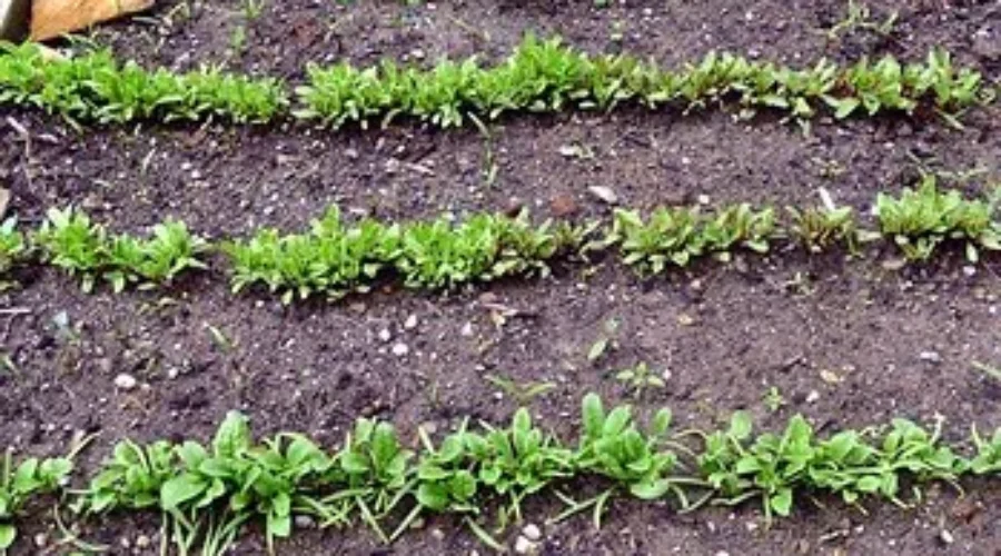 Gardening Fever, It’s A Good Thing!