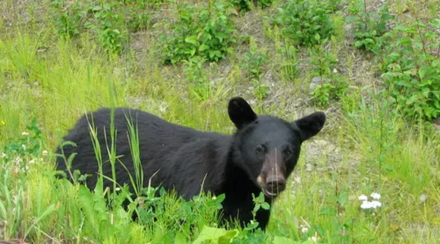 Living With Bears. Tips And Tricks To Keep Everyone Safe!!
