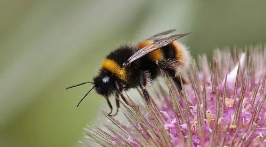 WATCH YOUR STEP! Our Future Depends On It.