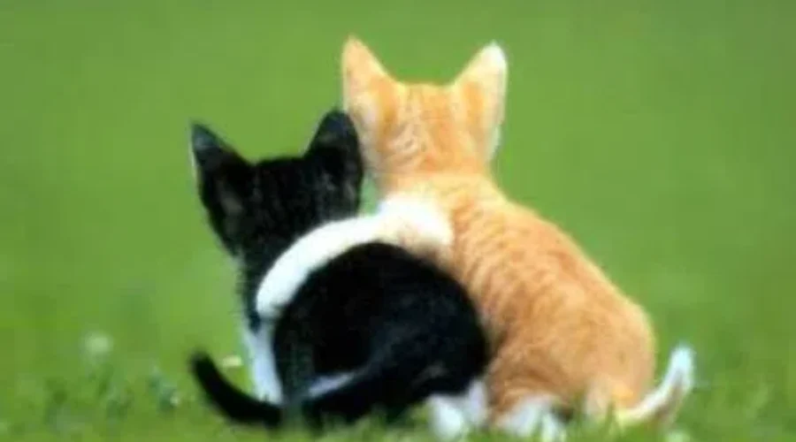 2020 Hugs And Cooling Off This Summer