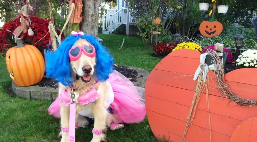 Will Your Critters Be In Costume This Halloween?