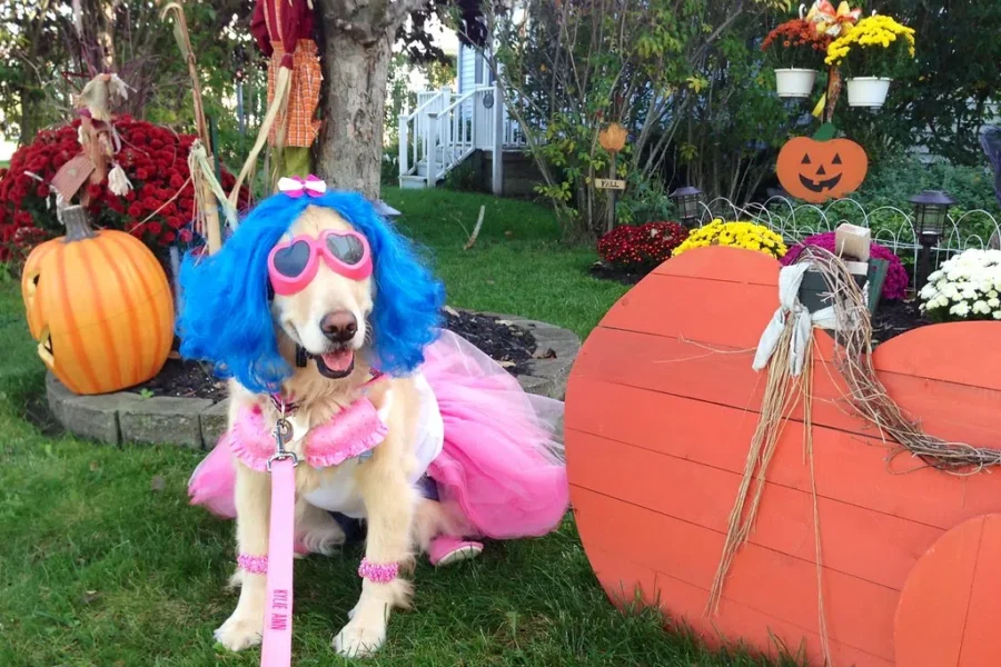 Will Your Critters Be In Costume This Halloween?