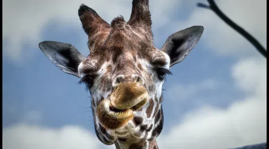 Help Name The Cutest New Edition To The Toronto Zoo. A Baby Masai Giraffe!!!
